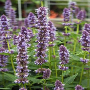 Agastache Blue Fortune