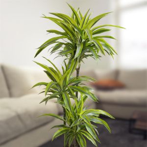 Dracena Lemon Lime op Stam