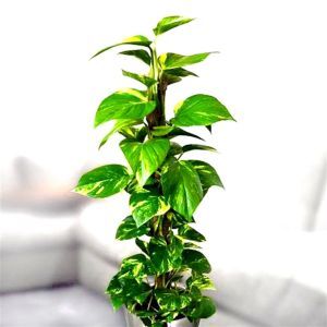 epipremnum pinnatum-v1