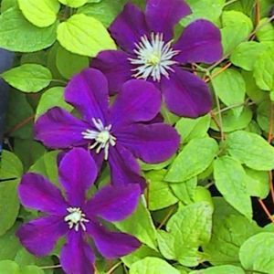 Clematis Jackmannii