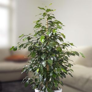 ficus benja danielle v2