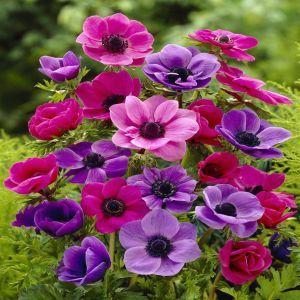 Anemone coronaria De Caen Mix x 20