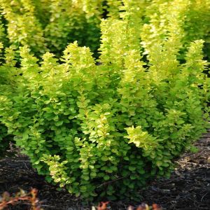 Berberis thunbergii Maria (Zuurbes)