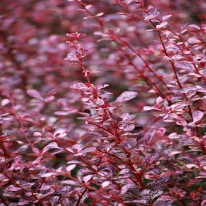 Berberis thunbergii Pink Queen (Zuurbes)