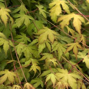 Acer palmatum Katsura Esdoorn 9 cm