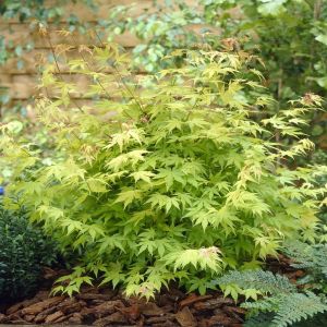 Acer palmatum Orange Dream Esdoorn