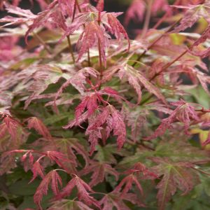Acer palmatum Phoenix (Esdoorn)