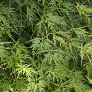 Acer palmatum Seiryu