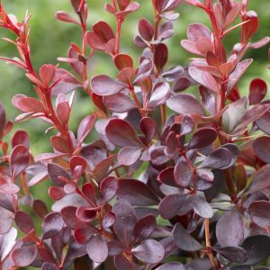 Berberis thunbergii Darts Red Lady