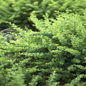 Berberis thunbergii Green Carpet Zuurbes