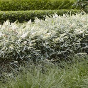 Buddleja White Ball (Vlinderstruik)
