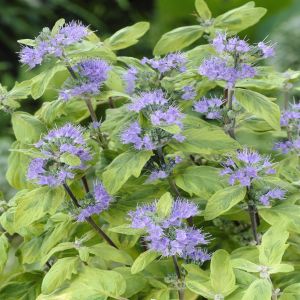 Caryopteris Summer Sorbet