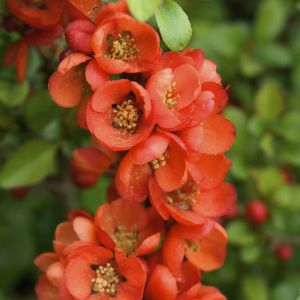Chaenomeles Japonica Sargentii