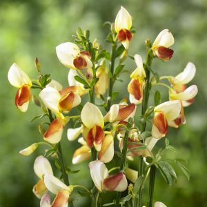 Cytisus Andreanus Splendens Geel