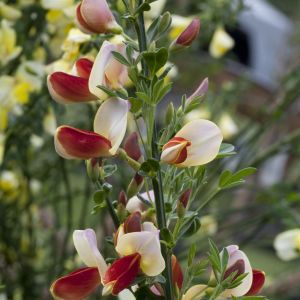 Cytisus Palette Tweekleurig (Bezembrem)