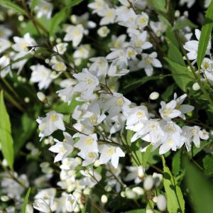 Deutzia Gracilis Bruidsbloem