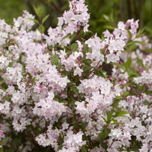 Deutzia purpurea Kalmiiflora