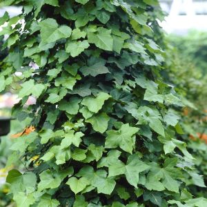 Hedera Hibernica (Klimop)