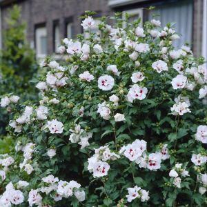 Hibiscus syriacus Lady Stanley