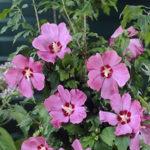 Hibiscus syriacus Woodbridge