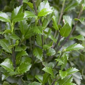 Ilex meserveae Heckenstar (Hulst)