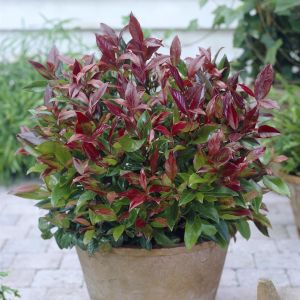 Leucothoe Zeblid (Zomerklokje)