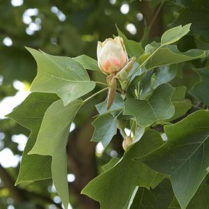 Liriodendron Tulpifera (Tulpenboom)