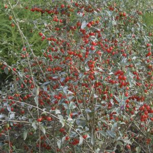 Lycium barbarum (Boksdoorn)