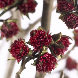 Parrotia Persica (Perzisch IJzerhout)