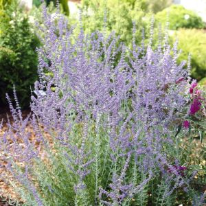 Perovskia Blauwspirea