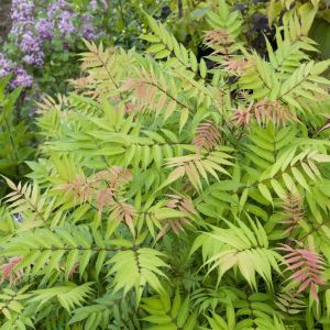 Sorbaria Sorbifolia Lijsterbesspirea