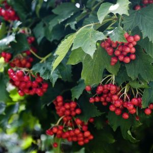 Viburnum opulus Compactum Sneeuwbal