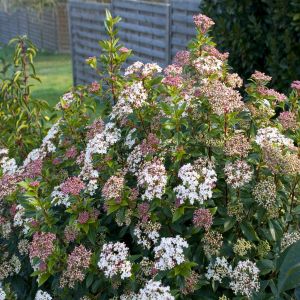 Viburnum tinus 15 cm pot