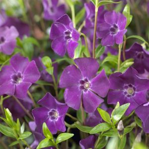 Vinca minor Atropurpurea