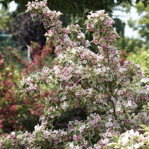 Weigela Nana variegata