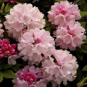 Rhododendron Dreamland