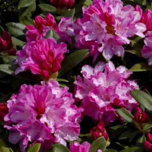 Rhododendron Fantastica