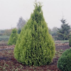 Chamaecyparis Lawsoniana Ivone