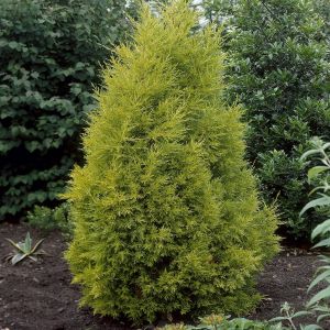 Cypressus Goldcrest 9cm