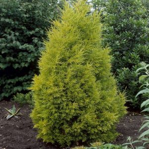 Cypressus Goldcrest 14 cm pot