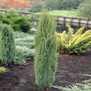 Juniperus Communis Arnold (Jeneverbes)