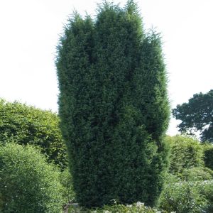 Juniperus Communis Suecica (Jeneverbes)