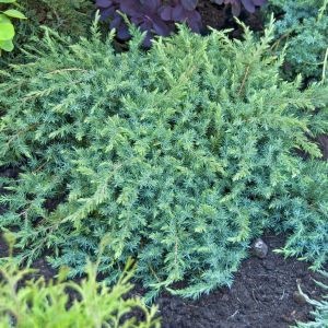 Juniperus conferta Schlager (Jeneverbes