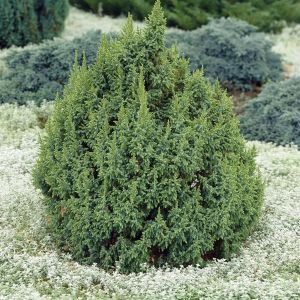 Juniperus Pingii loderi (Jeneverbes)