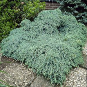 Juniperus Squamata Blue Carpet
