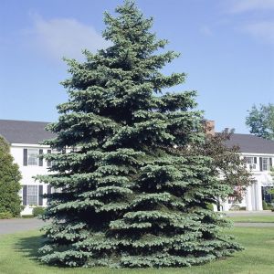 Picea pungens Glauca Blauwspar