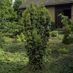 Taxus baccata Festigiata Aurea
