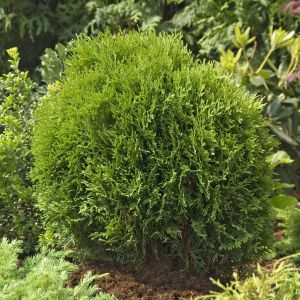 Thuja occidentalis Tiny Tim (Levensboom)
