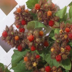 Rubus Phoenicolasius17 cm pot