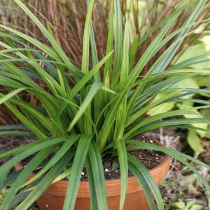 Carex morrowii Irish Green